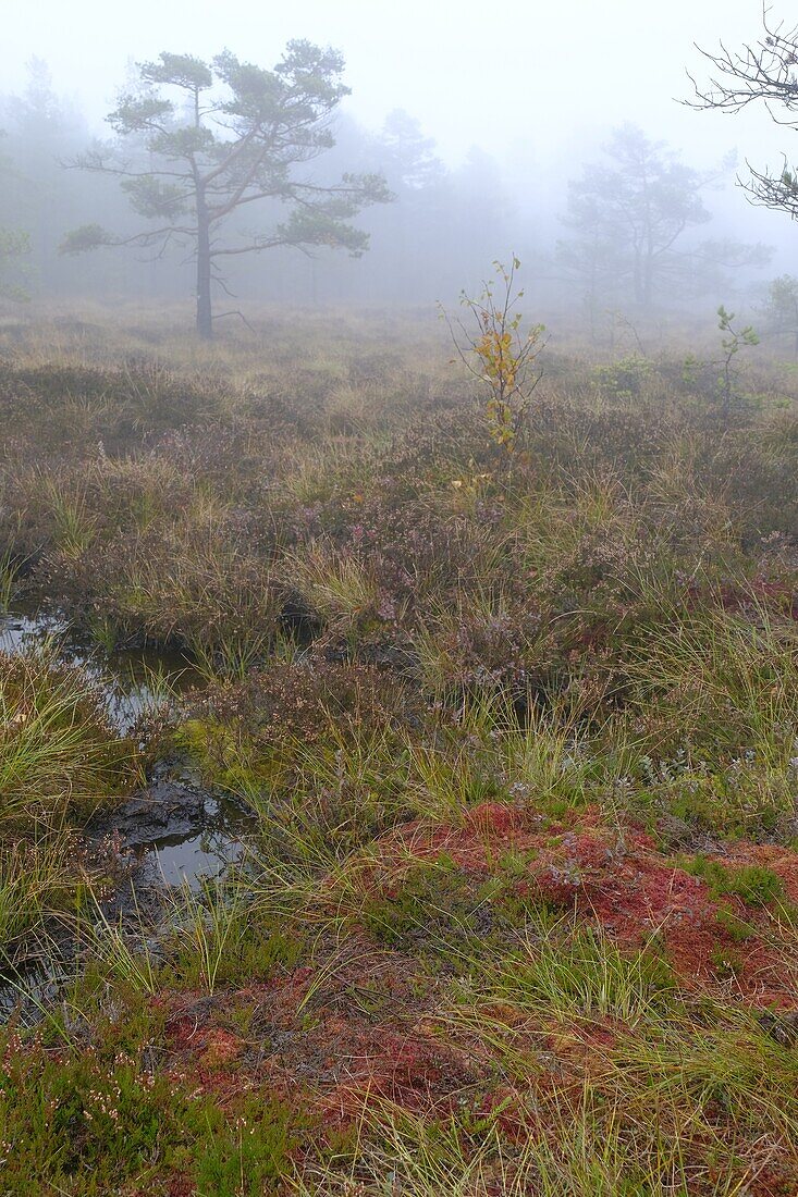 The &#39;Schwarzes Moor'39; nature reserve in the fog, Rhön Biosphere Reserve, Lower Franconia, Franconia, Bavaria, Germany