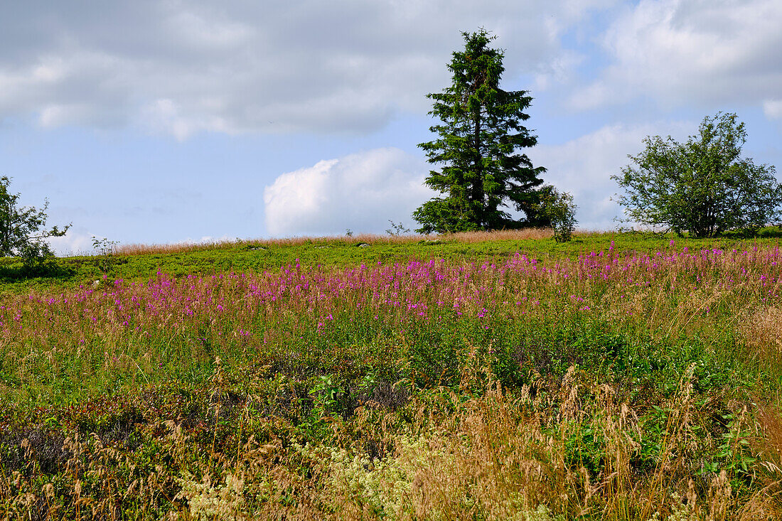 The Wasserkuppe, the highest mountain in the Rhön in autumn, Rhön Biosphere Reserve, Hesse, Germany