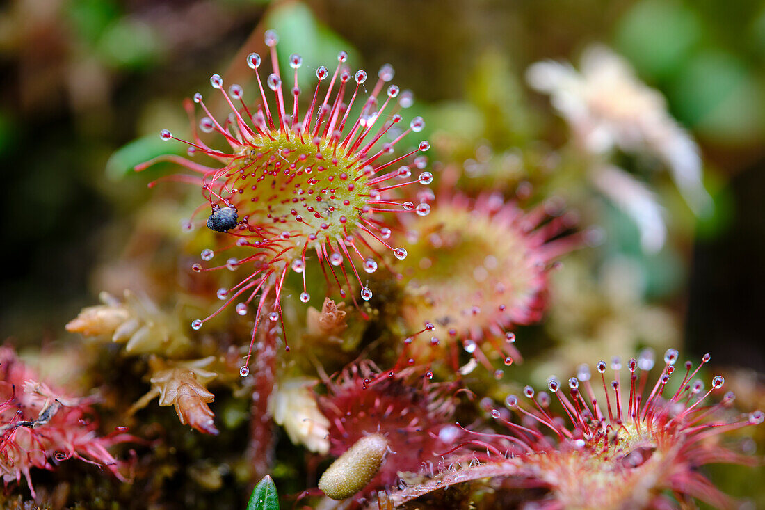 Sonnentau, Rundblättrige Sonnentau Drosera rotundifolia