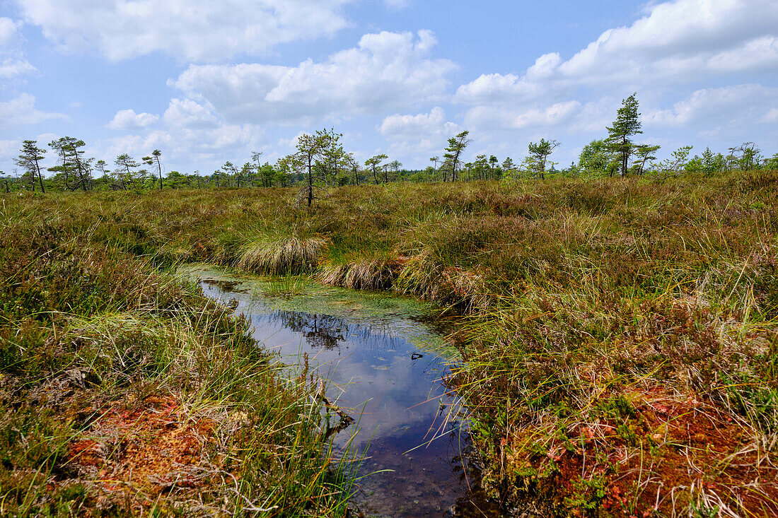 Landschaft im Naturschutzgebiet Schwarzes Moor, Biosphärenreservat Rhön, Unterfranken, Franken, Bayern, Deutschland