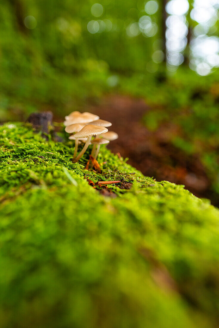 Kleine Pilzkolonie im Herbstwald