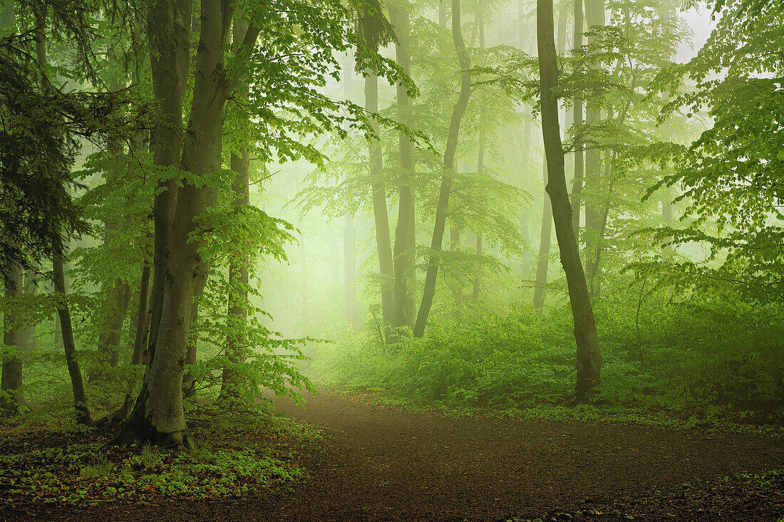 Morning mood in the springtime beech forest, Bavaria, Germany