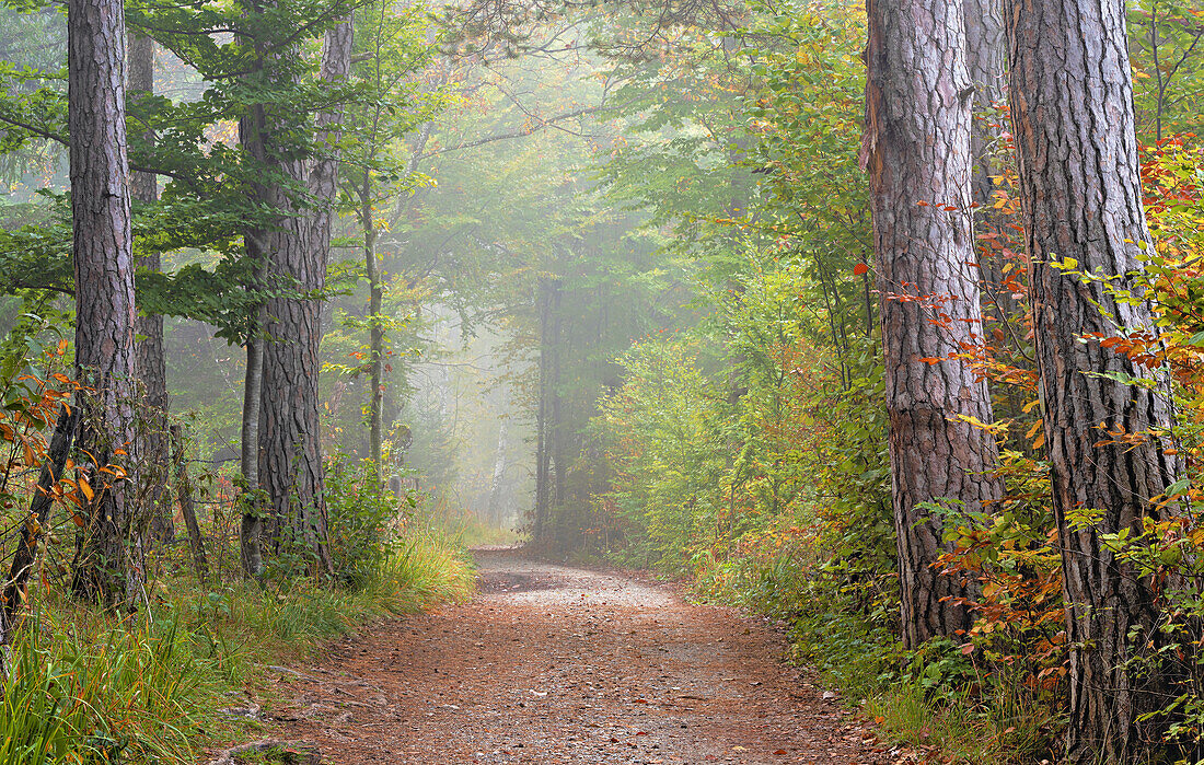 Der Andechser Höhenweg im Herbst, Bayern, Deutschland