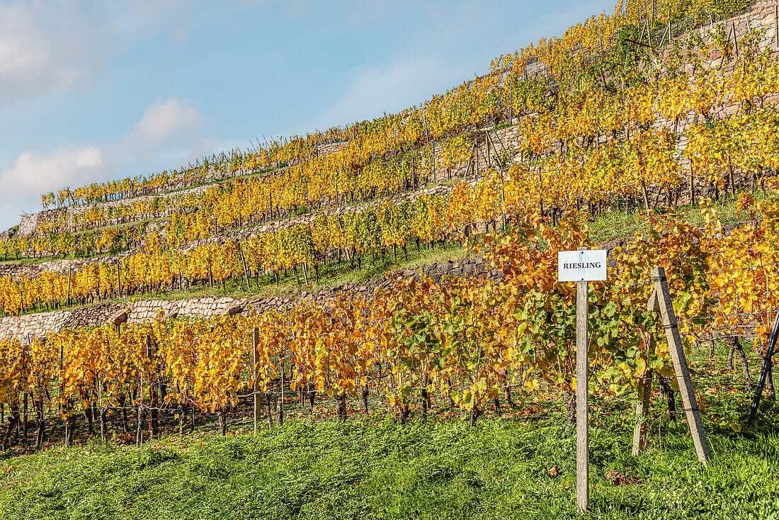 Vineyards at Weingut Schloss Wackerbarth in autumn, Radebeul, Saxony, Germany