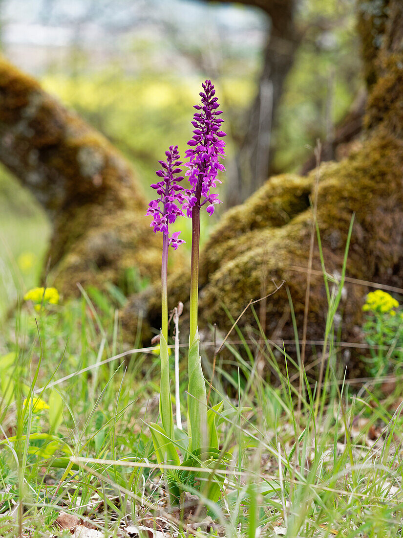 Little Orchid, Anacamptis morio, Orchis morio