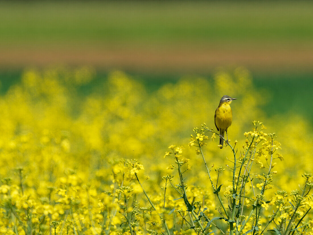 yellow wagtail, Motacilla flava,