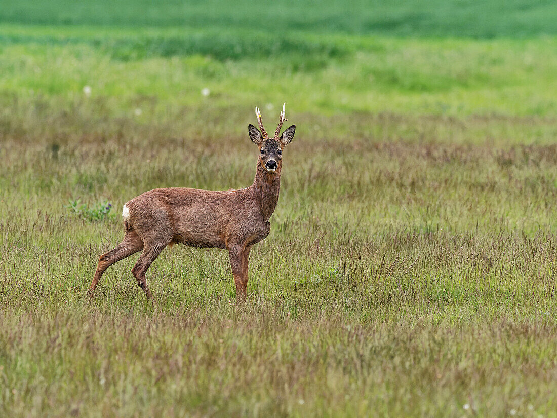 Roe deer, Capreolus capreolus,