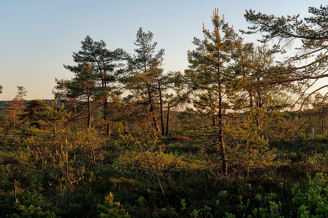 NSG „Schwarzes Moor", Biosphärenreservat Rhön, Unterfranken, Franken, Bayern, Deutschland