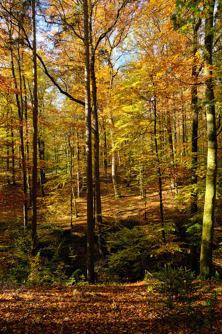 Landschaftpark Bettenburg im Naturpark Haßberge bei Hofheim i. Ufr, Naturpark Haßberge, Unterfranken, Bayern, Deutschland