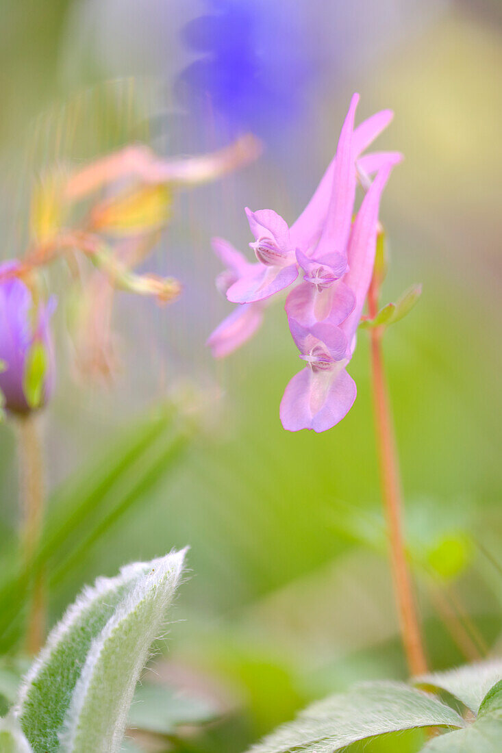 Hollow Larkspur, Hohlknolliger Larkspur, Larkspur, Corydalis cava