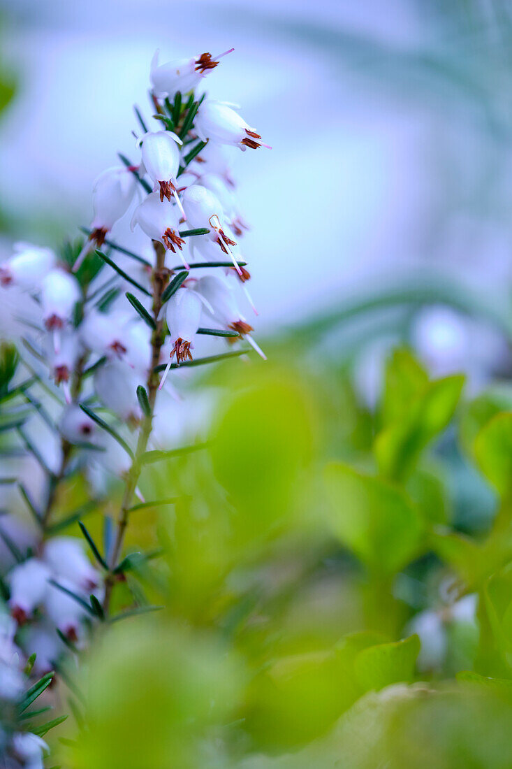 Schneeheide, Erica carnea var. Alba