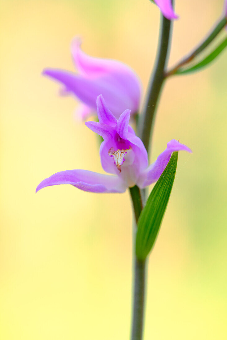 Rotes Waldvöglein, Purpur-Waldvöglein, Cephalanthera rubra