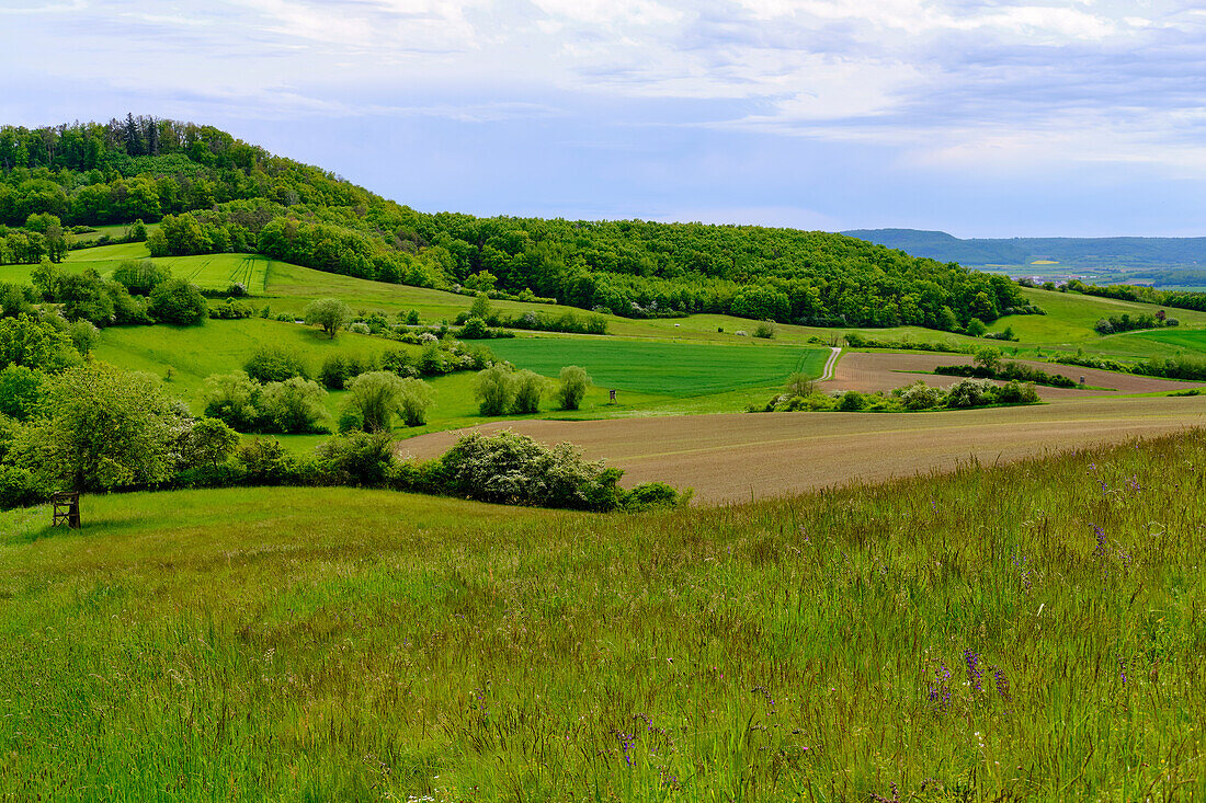 Landschaft im Naturschutzgebiet Hohe Wann zwischen Zeil am Main und Krum, Landkreis Hassberge, Unterfranken, Franken, Bayern, Deutschland