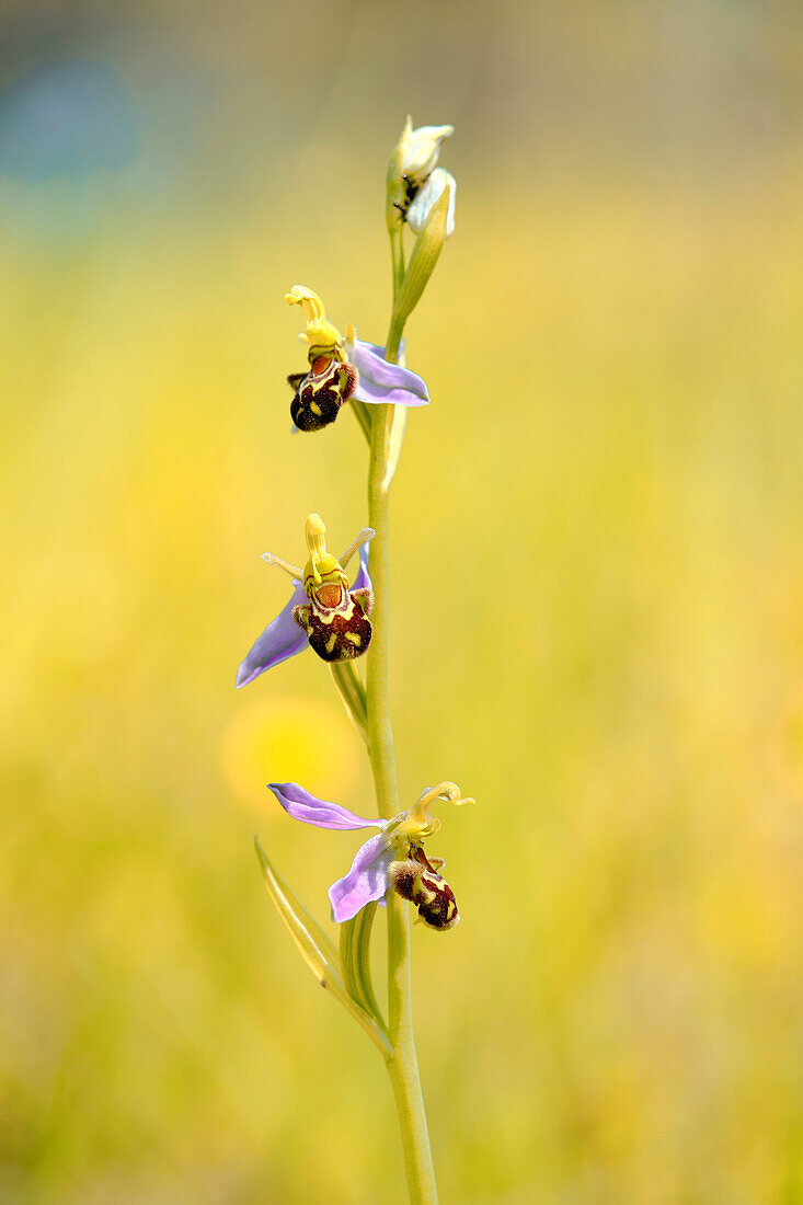 Bienen-Ragwurz, Bienenragwurz, Ophrys apifera,