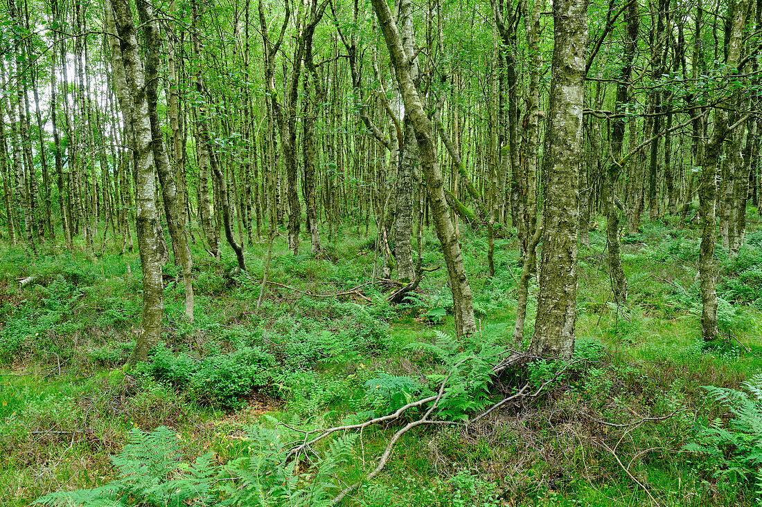 Das Naturschutzgebiet "Rotes Moor" im Biosphärenreservat Rhön, Landkreis Fulda, Hessen, Deutschland