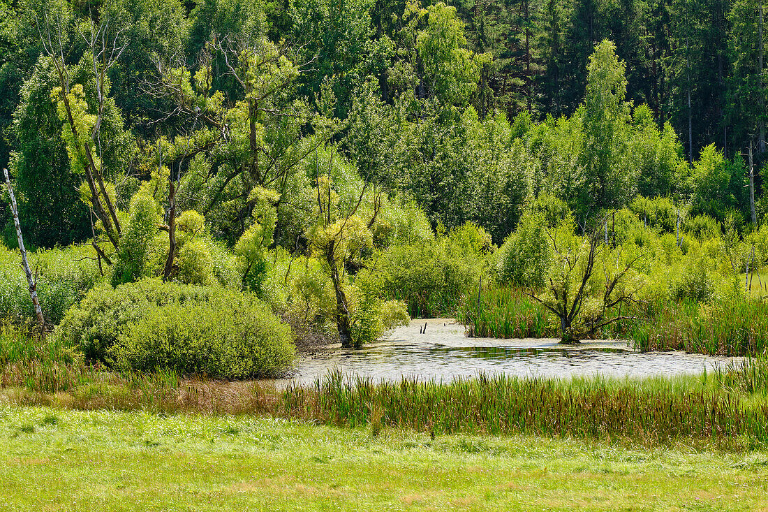 The NSG Bischofswaldung with Stedtlinger Moor, Biosphere Reserve Rhön, Municipality of Rhönblick, Thuringia, Germany