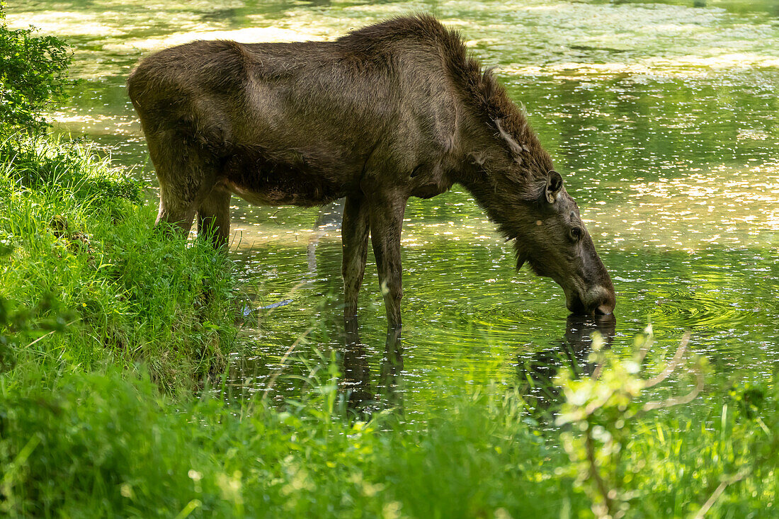 Elch, Alces alces