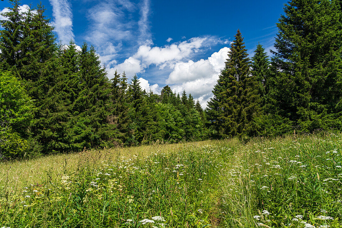Das Naturschutzgebiet Lange Rhön in der Kernzone des Biosphärenreservat Rhön, Hessen, Bayern, Deutschland 