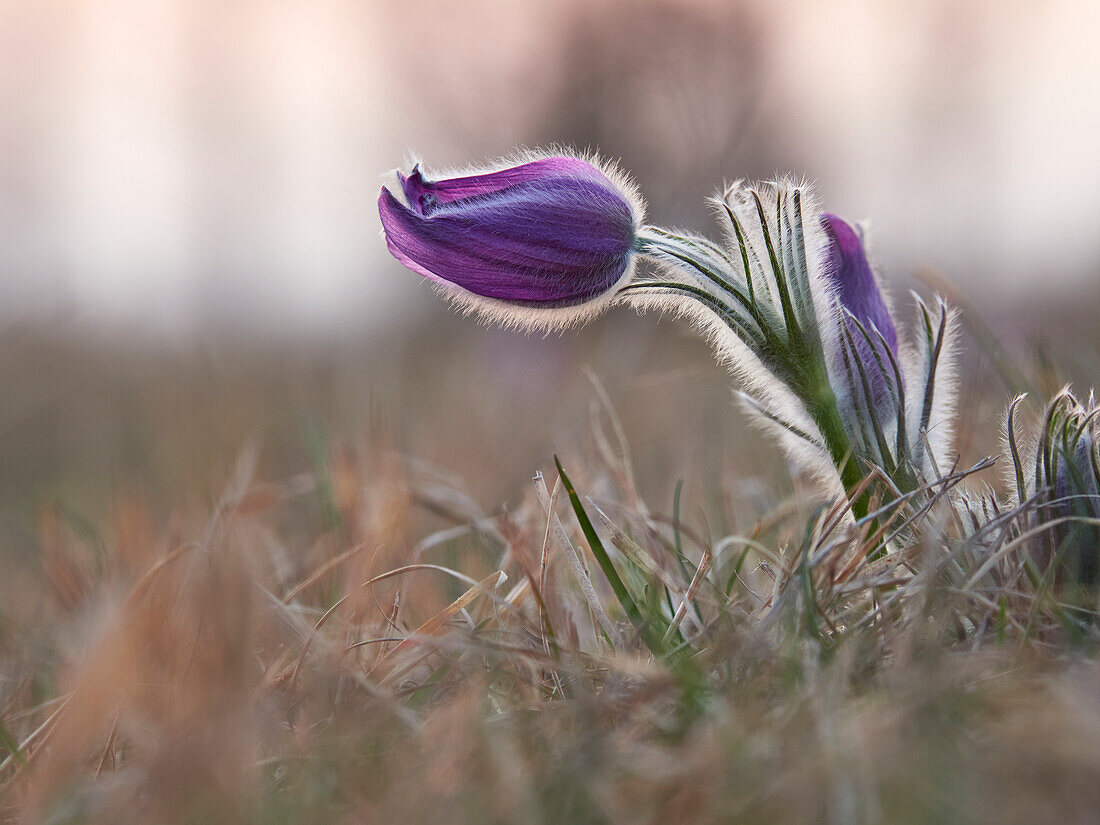 Küchenschelle, Kuhschelle, Pulsatilla vulgaris