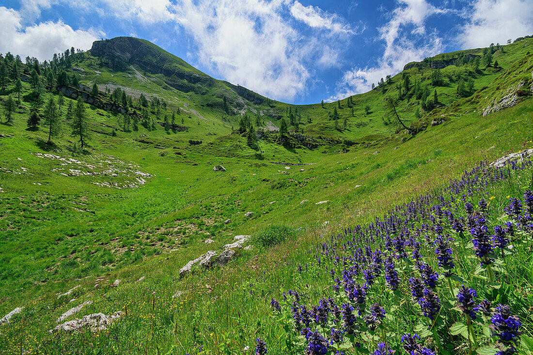 Blumenwiesen nahe der Malga Erera, Malga Erera, Feltriner Berge, Belluneser Höhenweg, Dolomiten, Venezien, Venetien, Italien