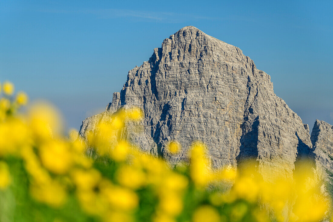 Trollblumen mit Sassolungo di Cibiana, vom Monte Rite, Dolomiten, Venezien, Venetien, Italien