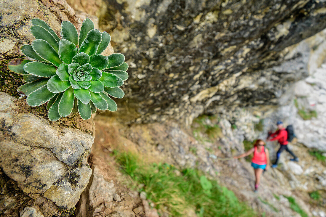 Rosette of a saxifrage with two people in the rugged terrain, out of focus in the background, Feltriner mountains, Belluneser Höhenweg, Dolomites, Veneto, Venetia, Italy