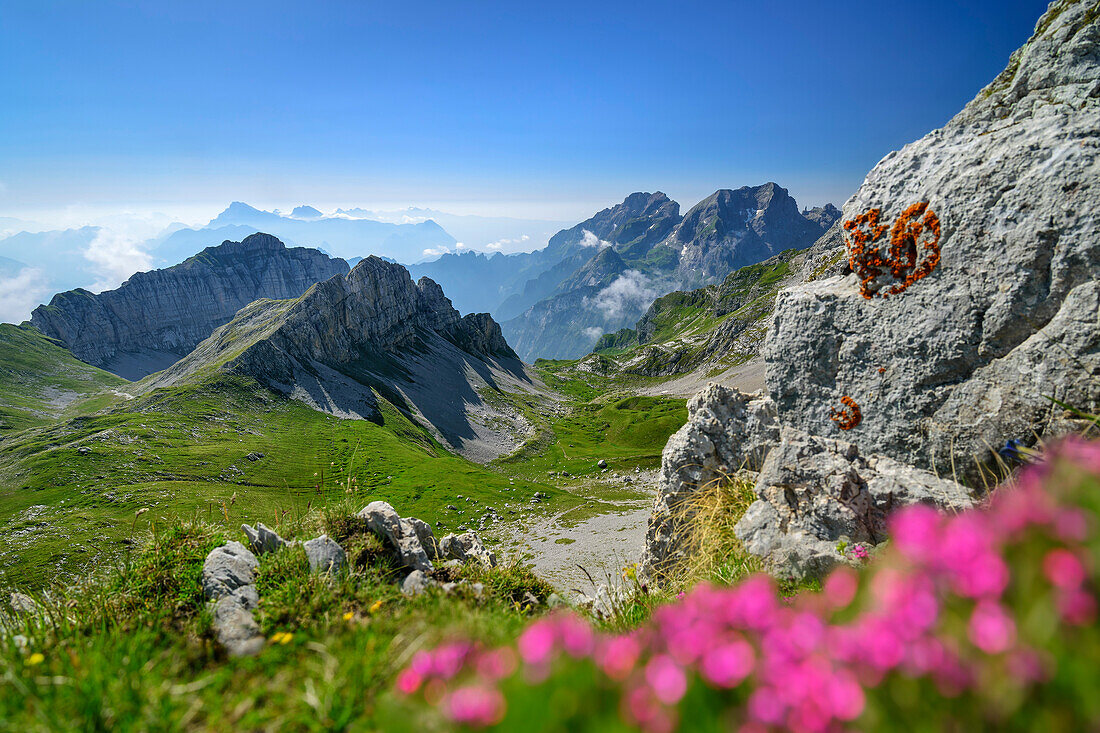 Blumenwiesen unscharf im Vordergrund mit Col Nudo und Schiara im Hintergrund, Belluneser Höhenweg, Dolomiten, Venezien, Venetien, Italien