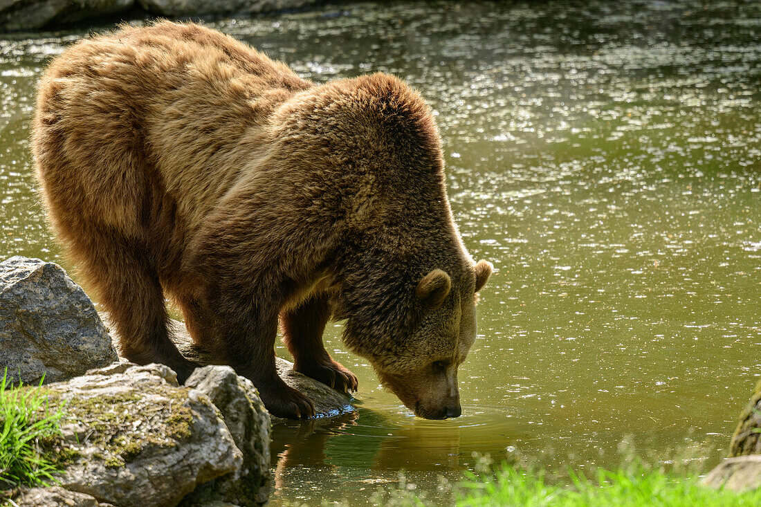 Braunbär steht am Wasser, Ursus arctos, Nationalpark Bayerischer Wald, Tiergehege, Bayerischer Wald, Niederbayern, Bayern, Deutschland