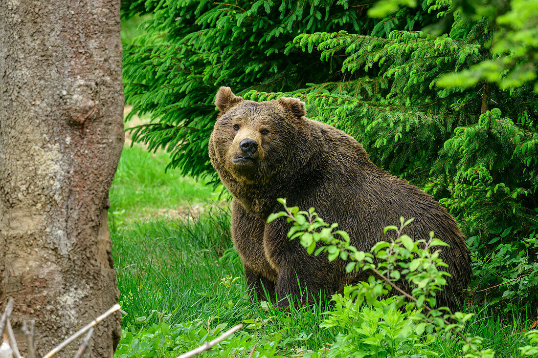 Brown bear, Ursus arctos, Bavarian Forest National Park, animal enclosure, Bavarian Forest, Lower Bavaria, Bavaria, Germany