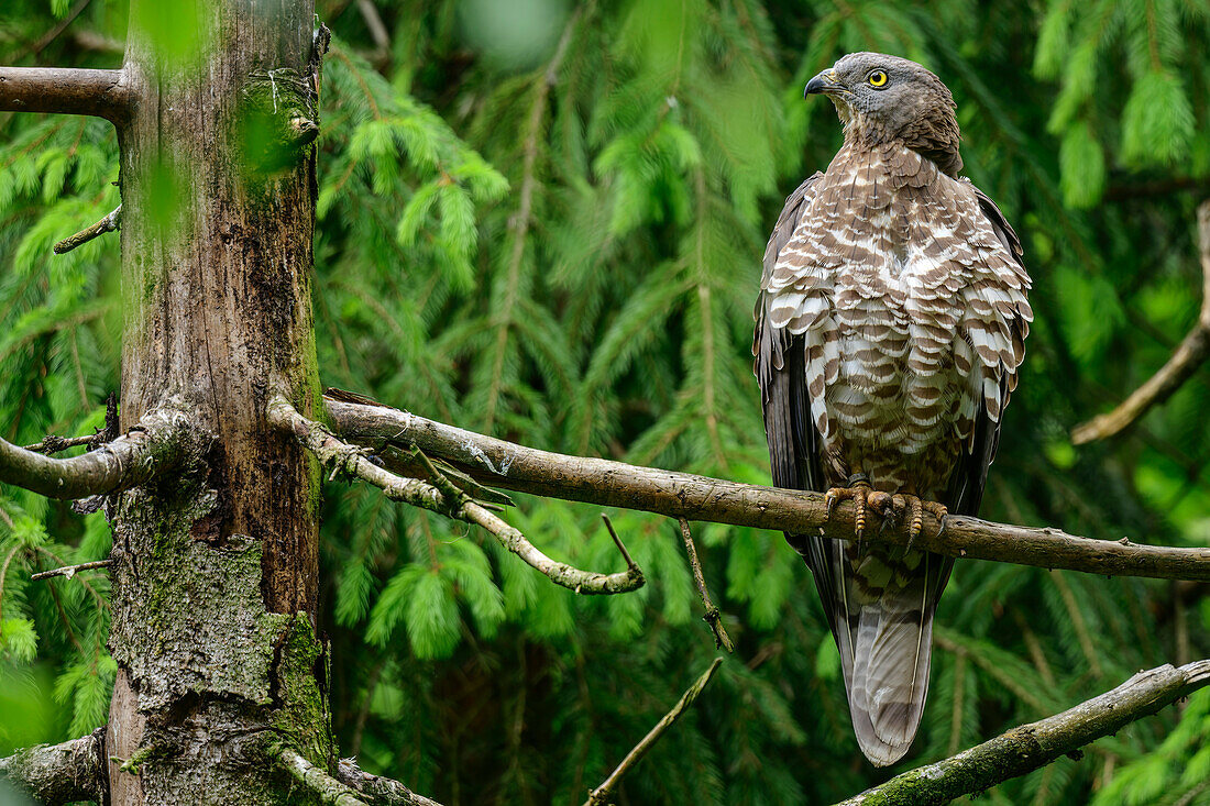 Habicht, Accipiter gentilis, Nationalpark Bayerischer Wald, Tiergehege, Bayerischer Wald, Niederbayern, Bayern, Deutschland