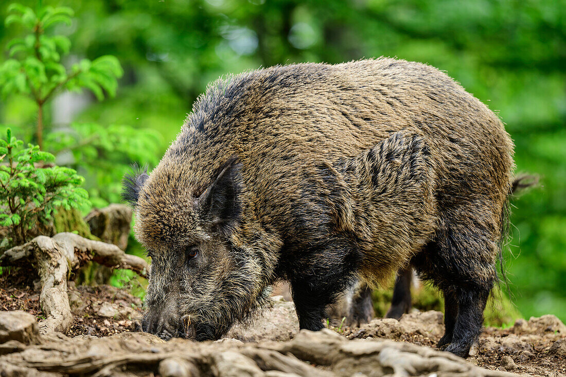 Wildschwein schnüffelt am Boden, Sus scrofa, Nationalpark Bayerischer Wald, Tiergehege, Bayerischer Wald, Niederbayern, Bayern, Deutschland