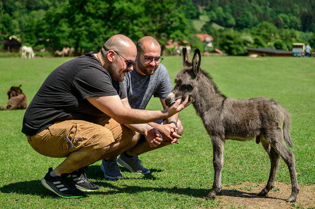 Two men stroking little donkey, Maltatal Donkey Park, Fischertratten, Maltatal, Hohe Tauern National Park, Hohe Tauern, Carinthia, Austria