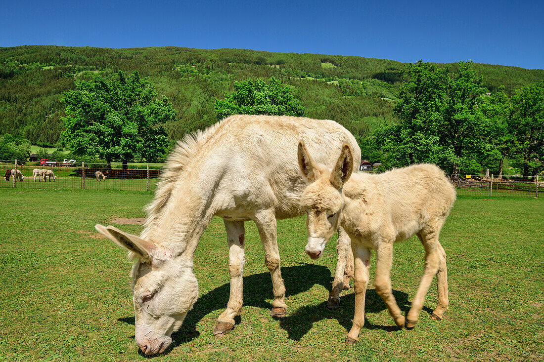 White donkey and young donkey, Maltatal Donkey Park, Fischertratten, Maltatal, Hohe Tauern National Park, Hohe Tauern, Carinthia, Austria