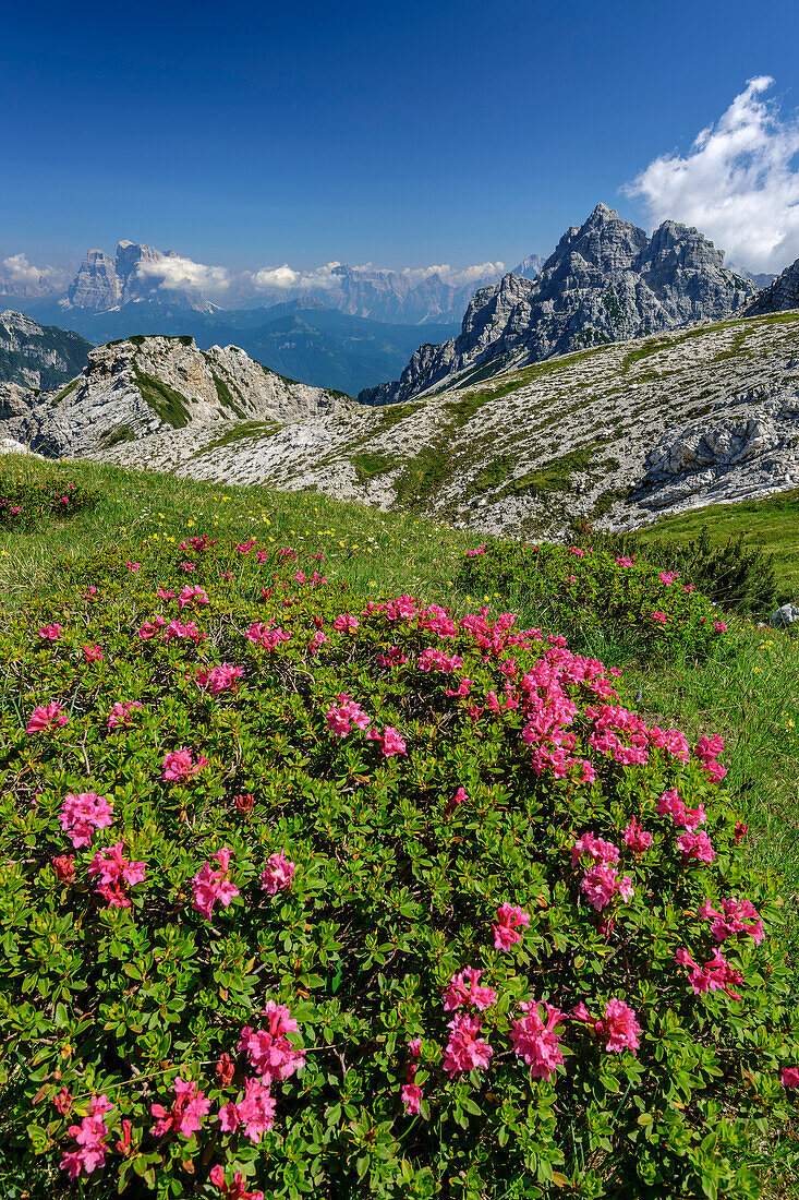 Alpine roses with Monte Pelmo and Castello di Moschesin in the background, Belluneser Höhenweg, Dolomites, Veneto, Venetia, Italy