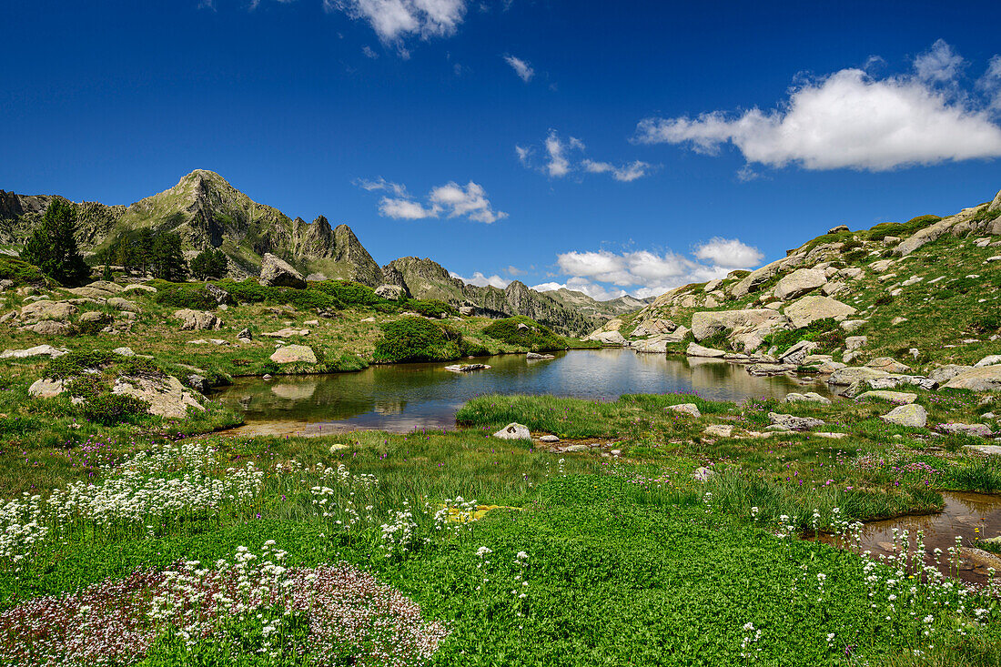 Feuchtwiesen mit See, Valle Gerber, Nationalpark Aigüestortes i Estany de Sant Maurici, Pyrenäen, Katalonien, Spanien