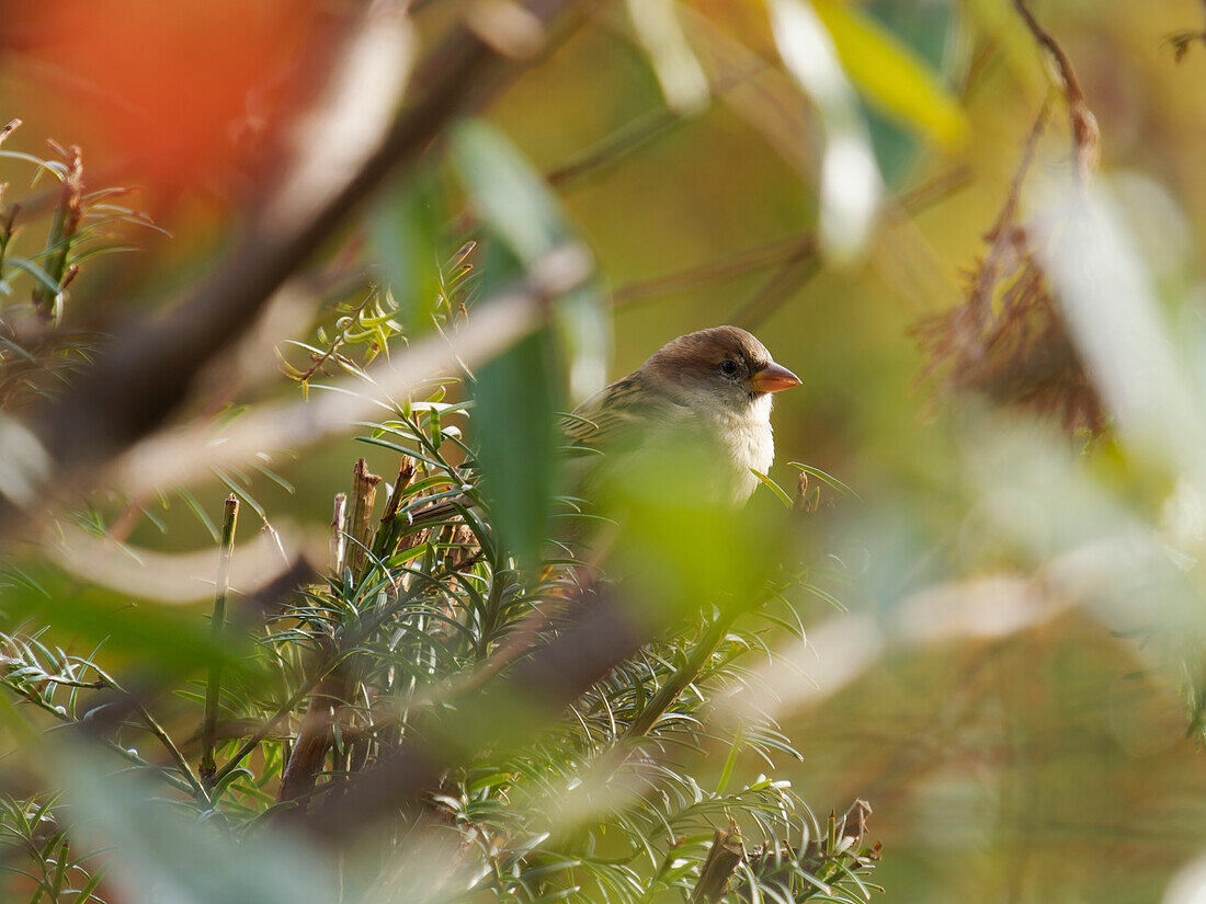 House Sparrow, Passer domesticus