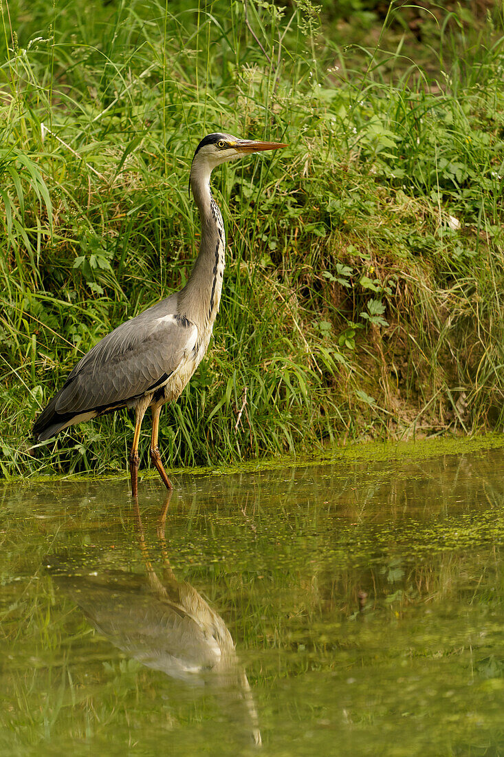 Graureiher, Ardea cinerea, Fischreiher, Reiher