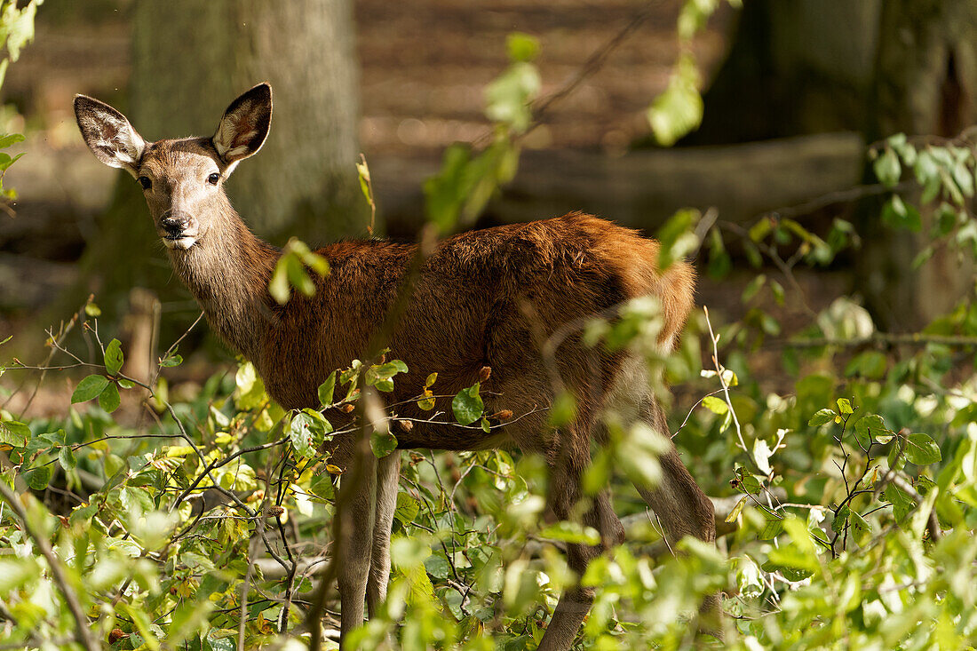 Red Deer, Cervus elaphus, Stag