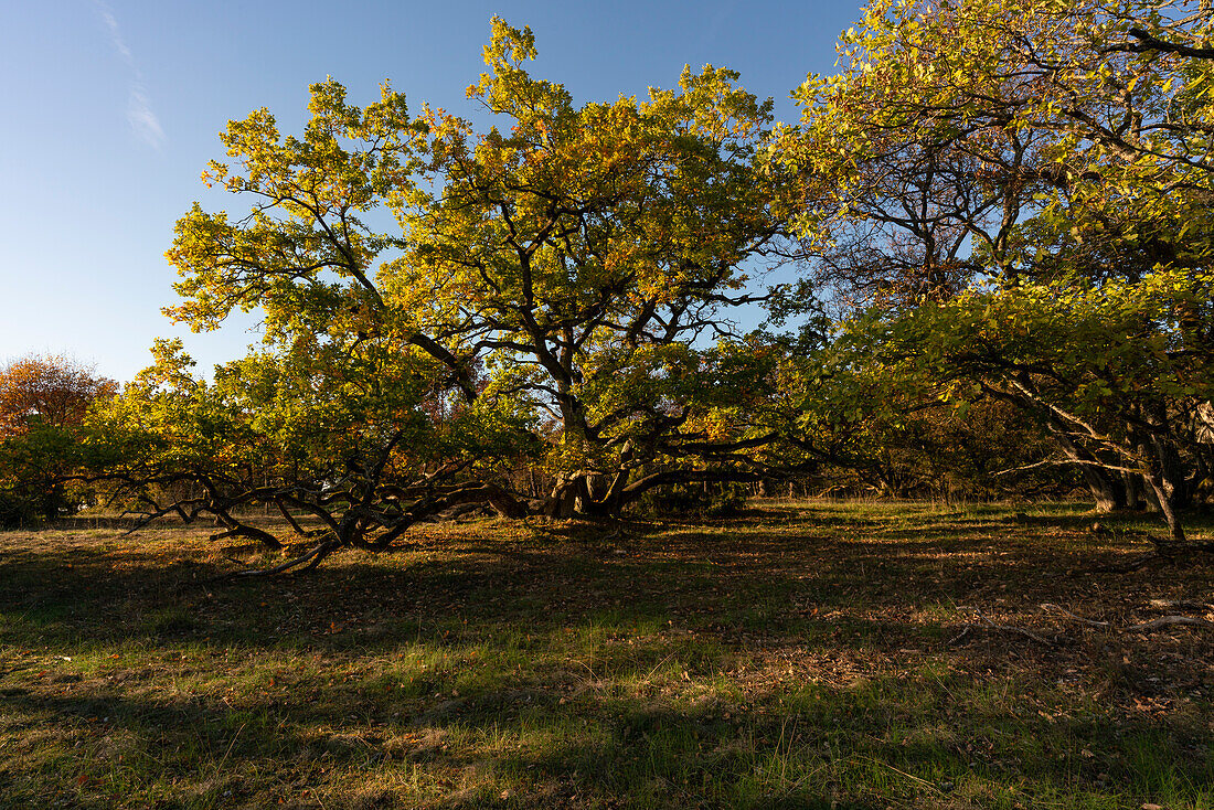 Sunset over the steppe heath forest on the Hohhafter Berg near Gössenheim and Karsbach in the Homburg ruins nature reserve, Lower Franconia, Franconia, Bavaria, Germany