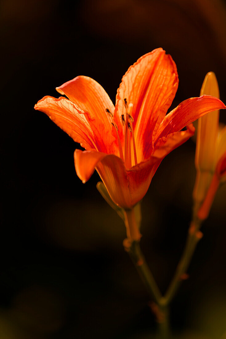 garden lily