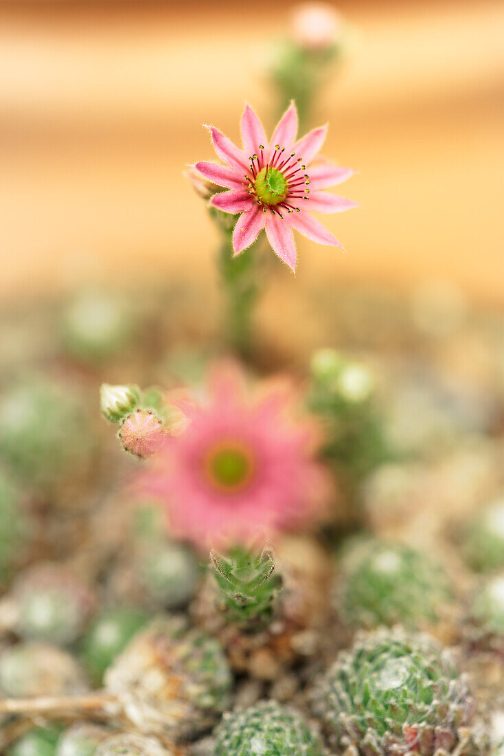 Blossoms of the houseleek, common houseleek, Sempervivum tectorum