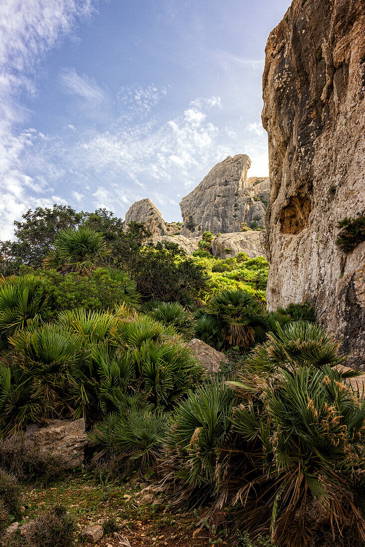 Wanderweg im Tal Vall de Boquer, bei Pollenca, Serra de Tramuntana, Nordküste, Mallorca, Spanien