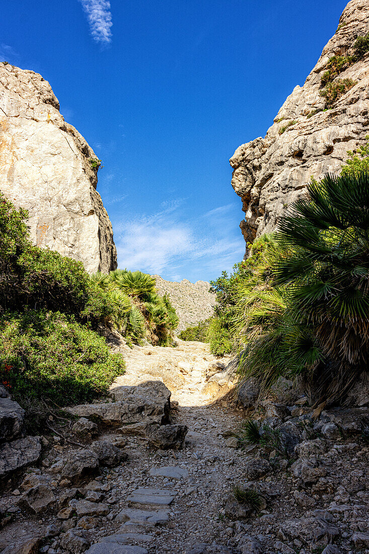 Wanderweg im Tal Vall de Boquer, bei Pollenca, Serra de Tramuntana, Mallorca, Spanien