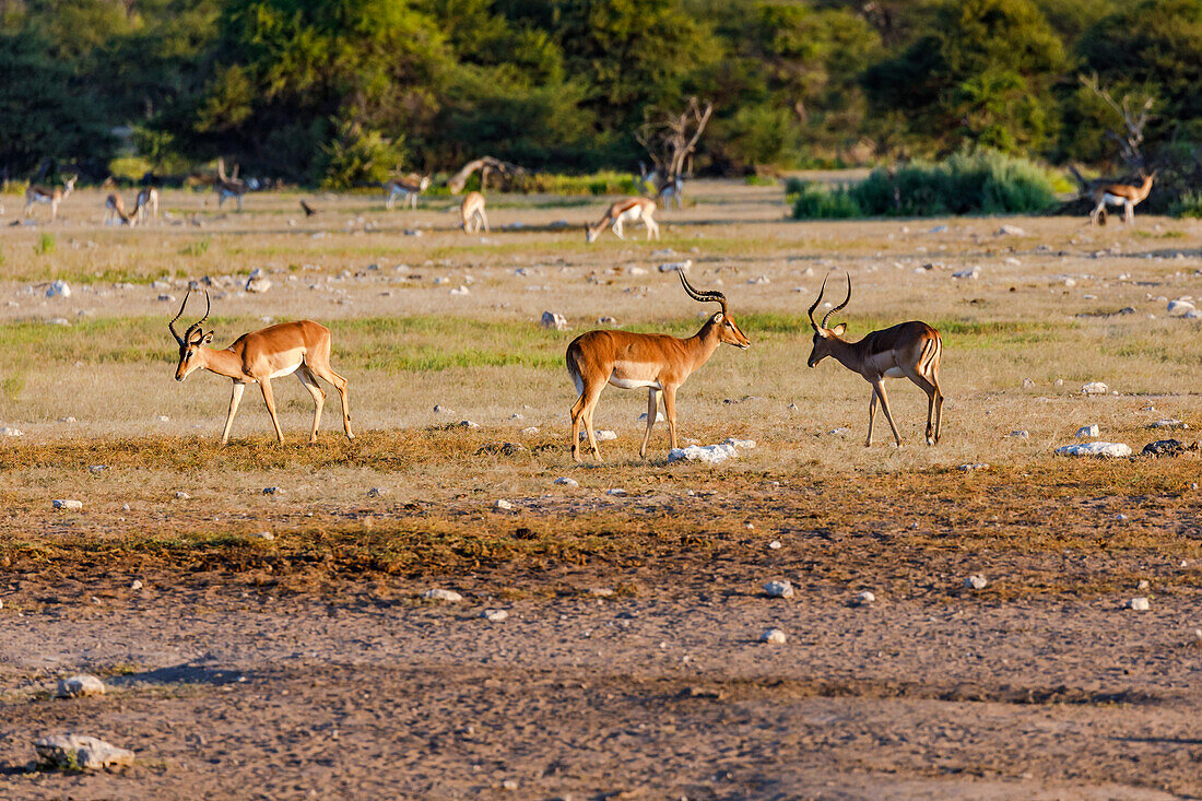 Eine kleine Herde von Springböcken und Antilopen in der Savanne vom Etosha Nationalpark im afrikanischen Namiba