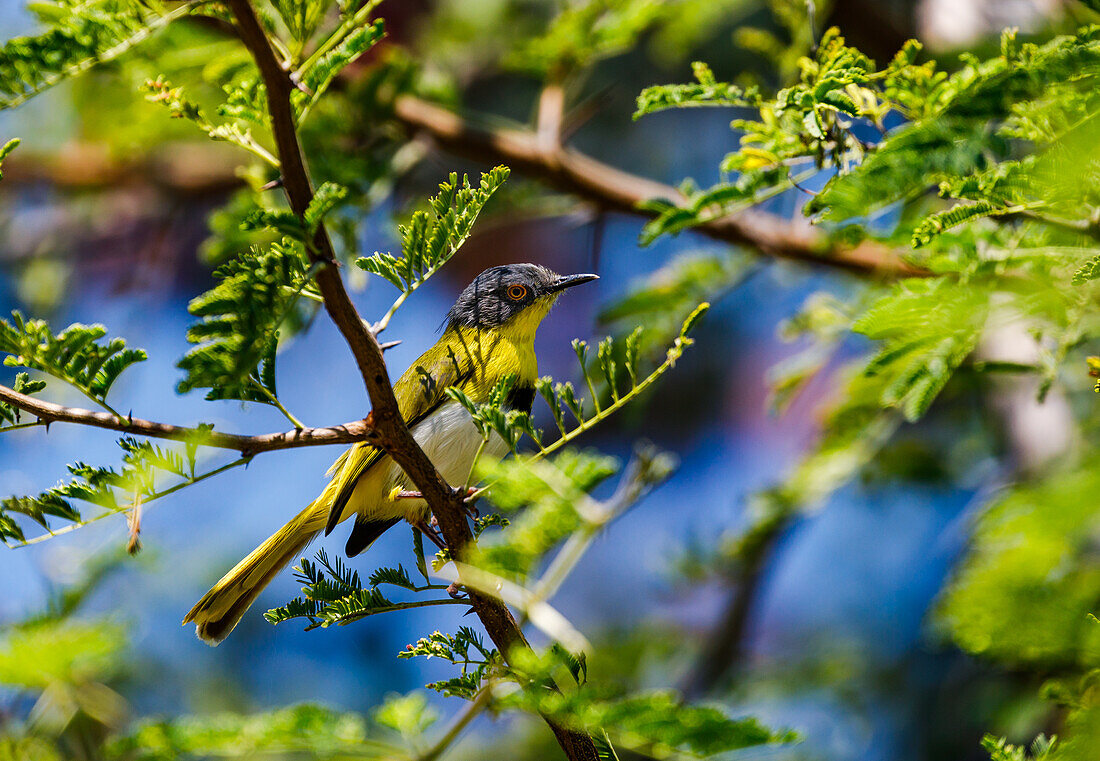 A yellow, white and white weaver bird perched on the branch of an acacia tree in Etosha National Park in Namibia, Africa