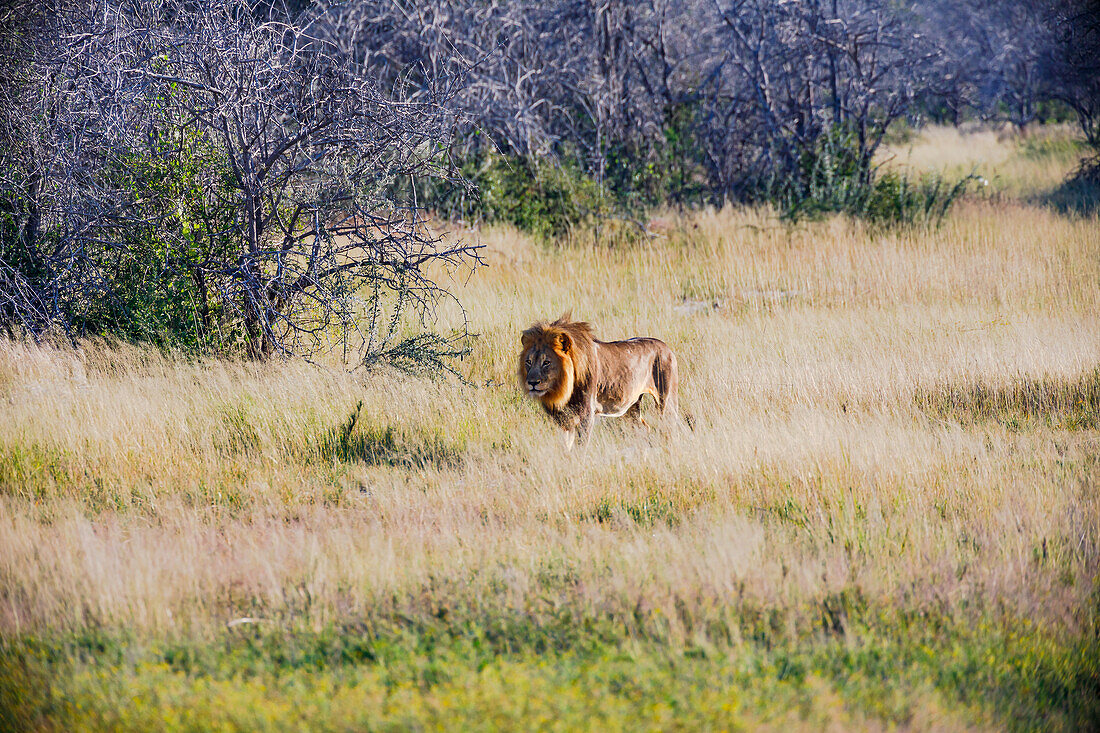 Ein männlicher Löwe im hohen Gras im Buschland vom Etosha Nationalpark in Namibia, Afrika