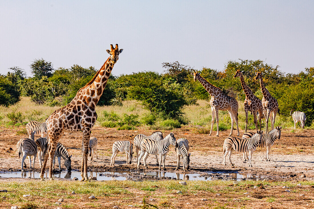 Eine Gruppe von Zebras und Giraffen treffen sich an einer Wasserstelle zum Trinken, Etosha Nationalpark, Namibia, Afrika