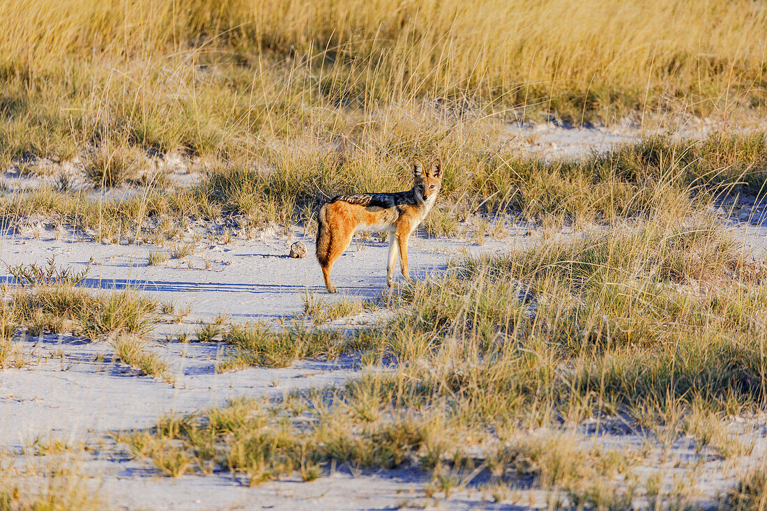 Ein Schabrackenschakal im Gras der Savanne im Etosha Nationalpark in Namibia, Afrika