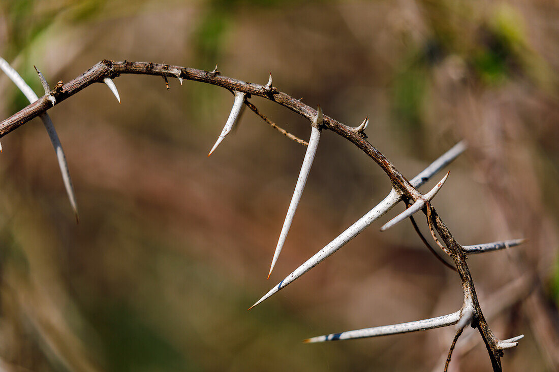 Die gefährlich spitzen Dornen eines Akazienstrauchs im namibischen Busch des Etosha-Nationalparks