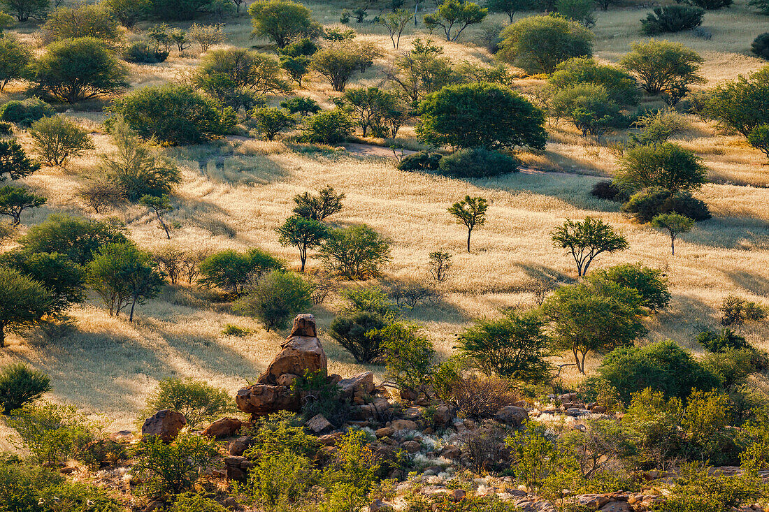Picturesque savannah landscape with grass and bushes at sunset, Erongo Region, Namibia, Africa